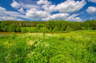 Yaz manzarası, kırsal alan, parlak yeşil çimenler ve ağaçlar, beyaz bulutlu mavi gökyüzü, harika yaz havası.
