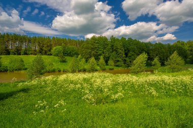 Yaz manzarası, kırsal alan, parlak yeşil çimenler ve ağaçlar, beyaz bulutlu mavi gökyüzü, harika yaz havası.