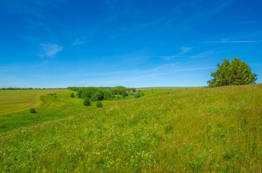 Yaz manzarası, kara topraktan toprak yol, mavi bulutsuz gökyüzü, yeşil buğday, Avrupa 'da bir yürüyüş.