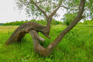 Yaz manzarası, gök gürültülü bulutlar, mavi gökyüzü, sel basmış çayır tarlaları, yaz renklerinin kokusu ve çeşitli kır çiçekleri.