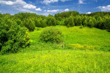 Yaz manzarası, kırsal alan, parlak yeşil çimenler ve ağaçlar, beyaz bulutlu mavi gökyüzü, harika yaz havası.
