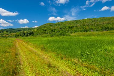 Yaz fotoğrafı. Sel ovaları (veya sel ovaları), nehir kıyısında mevsimsel sellere eğilimli bir çayır ya da çayır alanıdır.