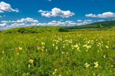 Yaz fotoğrafı. Sel ovaları (veya sel ovaları), nehir kıyısında mevsimsel sellere eğilimli bir çayır ya da çayır alanıdır.
