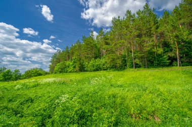 Yaz manzarası, kırsal alan, parlak yeşil çimenler ve ağaçlar, beyaz bulutlu mavi gökyüzü, harika yaz havası.