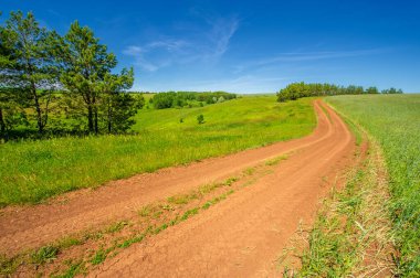 Yaz manzarası, kara topraktan toprak yol, mavi bulutsuz gökyüzü, yeşil buğday, Avrupa 'da bir yürüyüş.