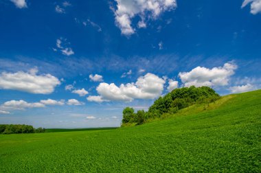 Yaz manzarası, ekili tarlalarda yetişen yeşil buğday gevreği, rüzgarda sallanan bitkiler.