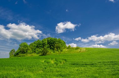Yaz manzarası, ekili tarlalarda yetişen yeşil buğday gevreği, rüzgarda sallanan bitkiler.