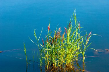 Yaz manzarası, dünyanın Avrupa bölgesinde büyük ve güçlü bir nehir. Bulgar, Volga 'nın sol kıyısında, Kazan' a 140 kilometre mesafede bulunuyor. Daha önce, Spassk olarak biliniyordu..