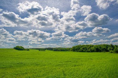 Yaz manzarası, ekili tarlalarda yetişen yeşil buğday gevreği, rüzgarda sallanan bitkiler.