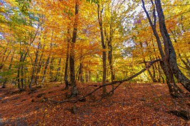 Kırım yarımadasının sonbahar fotoğrafları, Beech Hornbeam ormanları. Orman kayın ağırlıklı ormanlar Avrupa 'daki ormanların yaklaşık% 15-40' ını oluşturur. Ulusal parklar doğa parklarını ve rezervlerini rezerve eder