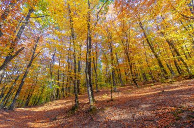 Kırım yarımadasının yüksek dağlarında, sonbahar kayın ormanlarında yürüyüş, fiziksel çabası olan insanlar için eğlence.