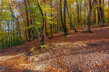 Kırım yarımadasının yüksek dağlarında, sonbahar kayın ormanlarında yürüyüş, fiziksel çabası olan insanlar için eğlence.