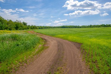 Yaz manzarası, yeşil buğday, toprak yol, sarı kil yol yüzeyi.