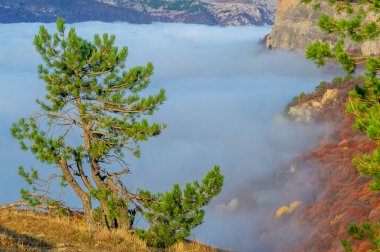 Kırım yarımadasının sonbahar fotoğrafları. Bulutların üstündeki dağlarda. Kayın, çam, boynuz, Demerdji dağlarındaki orman.