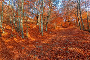 Kırım yarımadasının sonbahar fotoğrafları, Beech Hornbeam ormanları. Orman kayın ağırlıklı ormanlar Avrupa 'daki ormanların yaklaşık% 15-40' ını oluşturur. Ulusal parklar doğa parklarını ve rezervlerini rezerve eder