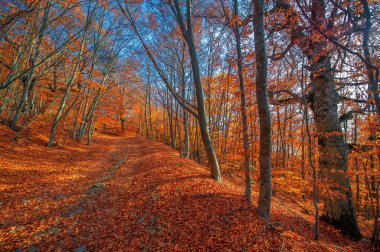 Kırım yarımadasının sonbahar fotoğrafları, Beech Hornbeam ormanları. Orman kayın ağırlıklı ormanlar Avrupa 'daki ormanların yaklaşık% 15-40' ını oluşturur. Ulusal parklar doğa parklarını ve rezervlerini rezerve eder