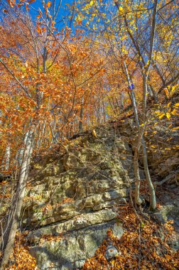Kırım yarımadasının sonbahar fotoğrafları, Beech Hornbeam ormanları. Orman kayın ağırlıklı ormanlar Avrupa 'daki ormanların yaklaşık% 15-40' ını oluşturur. Ulusal parklar doğa parklarını ve rezervlerini rezerve eder