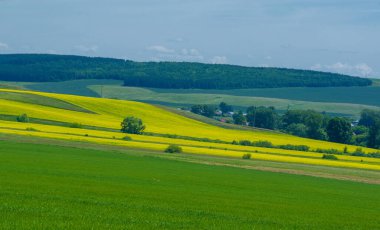 Kolza tohumu (Brassica napus subsp. Petrol zengini tohumlar sayesinde yetişen parlak sarı çiçekli kanola, önemli bir sebze yağı kaynağı ve protein unu kaynağıdır..