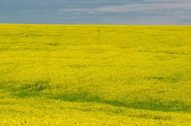 Kolza tohumu (Brassica napus subsp. Petrol zengini tohumlar sayesinde yetişen parlak sarı çiçekli kanola, önemli bir sebze yağı kaynağı ve protein unu kaynağıdır..
