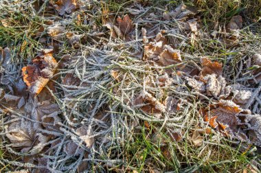 Doku arka planı, desen. Çimenlerin üzerinde buz var. Sıcaklık sıfırın altına düştüğünde yerde veya diğer yüzeylerde oluşan küçük beyaz buz kristalleri birikintisi..