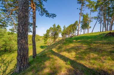 Bahar fotoğrafçılığı, çam ormanı, daima yeşil çam. Ölümsüzlüğün ve canlılığın sembolü. Ağaçların arasında yere düşen konilerle kaplı rahat bir orman alanı.