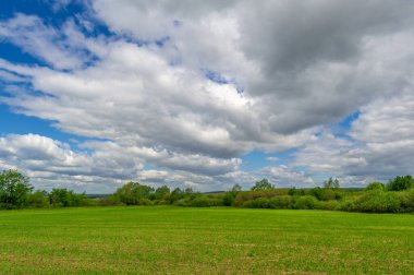 Bahar fotoğrafçılığı, yeşil bir tarlada mısır tohumu, yiyecek için tahıl, örneğin buğday, yulaf ya da mısır. Beyaz kabarık bulutlarda mavi gökyüzü