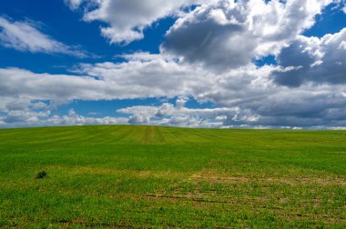 Bahar fotoğrafçılığı, yeşil bir tarlada mısır tohumu, yiyecek için tahıl, örneğin buğday, yulaf ya da mısır. Beyaz kabarık bulutlarda mavi gökyüzü