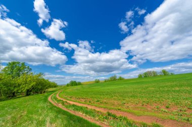 Bahar fotoğrafçılığı, yerel yol, yeşil bir tarlada mısır fideleri, yiyecek için kullanılan tahıllar, örneğin buğday, yulaf veya mısır. Beyaz kabarık bulutlarda mavi gökyüzü