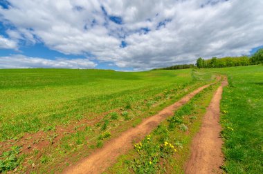 Bahar fotoğrafçılığı, yerel yol, yeşil bir tarlada mısır fideleri, yiyecek için kullanılan tahıllar, örneğin buğday, yulaf veya mısır. Beyaz kabarık bulutlarda mavi gökyüzü
