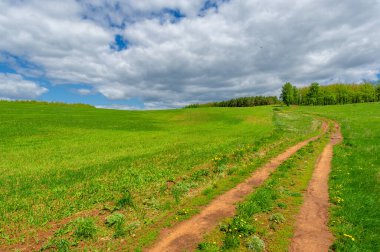 Bahar fotoğrafçılığı, yerel yol, yeşil bir tarlada mısır fideleri, yiyecek için kullanılan tahıllar, örneğin buğday, yulaf veya mısır. Beyaz kabarık bulutlarda mavi gökyüzü