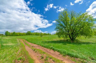 Bahar fotoğrafçılığı, yerel yol, yeşil bir tarlada mısır fideleri, yiyecek için kullanılan tahıllar, örneğin buğday, yulaf veya mısır. Beyaz kabarık bulutlarda mavi gökyüzü