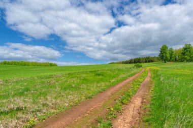 Bahar fotoğrafçılığı, yerel yol, yeşil bir tarlada mısır fideleri, yiyecek için kullanılan tahıllar, örneğin buğday, yulaf veya mısır. Beyaz kabarık bulutlarda mavi gökyüzü