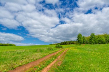 Bahar fotoğrafçılığı, yerel yol, yeşil bir tarlada mısır fideleri, yiyecek için kullanılan tahıllar, örneğin buğday, yulaf veya mısır. Beyaz kabarık bulutlarda mavi gökyüzü