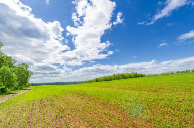 Bahar fotoğrafçılığı, yeşil bir tarlada mısır tohumu, yiyecek için tahıl, örneğin buğday, yulaf ya da mısır. Beyaz kabarık bulutlarda mavi gökyüzü
