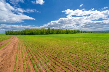 Bahar fotoğrafçılığı, yeşil bir tarlada mısır tohumu, yiyecek için tahıl, örneğin buğday, yulaf ya da mısır. Beyaz kabarık bulutlarda mavi gökyüzü