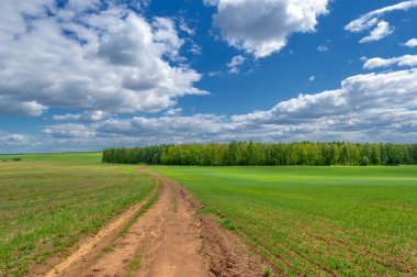 Bahar fotoğrafçılığı, yerel yol, yeşil bir tarlada mısır fideleri, yiyecek için kullanılan tahıllar, örneğin buğday, yulaf veya mısır. Beyaz kabarık bulutlarda mavi gökyüzü