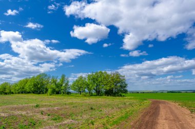 Bahar fotoğrafçılığı, yerel yol, yeşil bir tarlada mısır fideleri, yiyecek için kullanılan tahıllar, örneğin buğday, yulaf veya mısır. Beyaz kabarık bulutlarda mavi gökyüzü