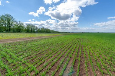 Bahar fotoğrafçılığı, yeşil bir tarlada mısır tohumu, yiyecek için tahıl, örneğin buğday, yulaf ya da mısır. Beyaz kabarık bulutlarda mavi gökyüzü