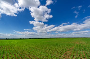 Bahar fotoğrafçılığı, yeşil bir tarlada mısır tohumu, yiyecek için tahıl, örneğin buğday, yulaf ya da mısır. Beyaz kabarık bulutlarda mavi gökyüzü