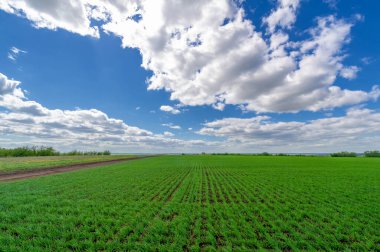 Bahar fotoğrafçılığı, yerel yol, yeşil bir tarlada mısır fideleri, yiyecek için kullanılan tahıllar, örneğin buğday, yulaf veya mısır. Beyaz kabarık bulutlarda mavi gökyüzü