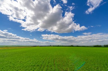 Bahar fotoğrafçılığı, yeşil bir tarlada mısır tohumu, yiyecek için tahıl, örneğin buğday, yulaf ya da mısır. Beyaz kabarık bulutlarda mavi gökyüzü