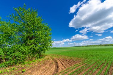 Bahar fotoğrafçılığı, yeşil bir tarlada mısır tohumu, yiyecek için tahıl, örneğin buğday, yulaf ya da mısır. Beyaz kabarık bulutlarda mavi gökyüzü