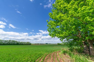 Bahar fotoğrafçılığı, yeşil bir tarlada mısır tohumu, yiyecek için tahıl, örneğin buğday, yulaf ya da mısır. Beyaz kabarık bulutlarda mavi gökyüzü