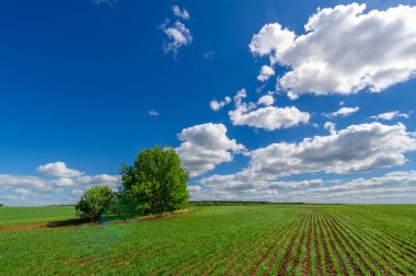 Bahar fotoğrafçılığı, yeşil bir tarlada mısır tohumu, yiyecek için tahıl, örneğin buğday, yulaf ya da mısır. Beyaz kabarık bulutlarda mavi gökyüzü