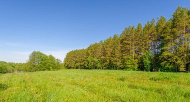 Fotoğraf ilkbaharı, çam ağacı, huş ağacı, karışık orman, yağmur sonrası orman yolu, kır çiçekleri.
