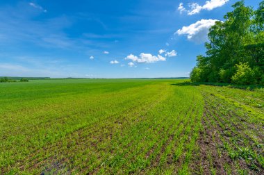 Kış tahılları, ayrıca kış tahılları, güz tahılları veya sonbahar ekili tahıllar olarak da bilinir, sonbaharda ekilen iki yıllık tahıllardır.. 