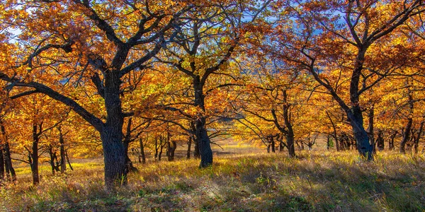 Paesaggio Autunnale Alberi Decidui Ricoperti Foglie Multicolori Colore Giallo Rosso — Foto Stock