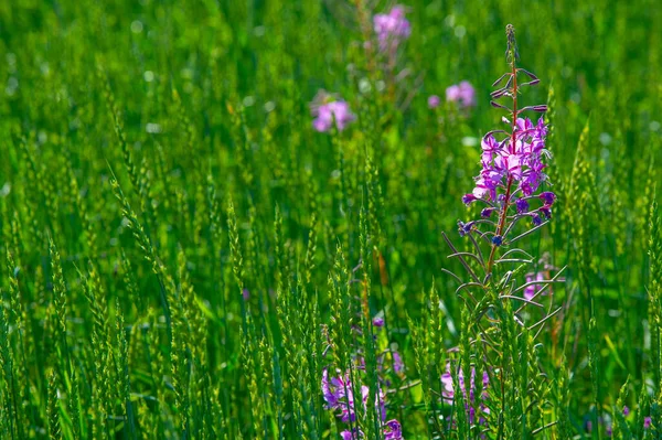 Sommarfoto Chamaenerion Angustifolium Känd Nordamerika Som Fireweed Vissa Delar Kanada — Stockfoto