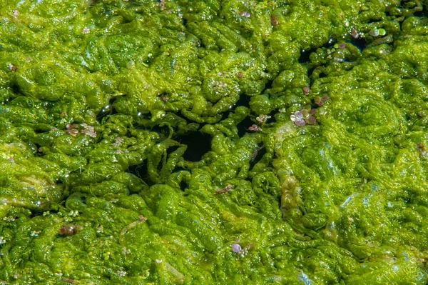 Doğal toksin üretimi yoluyla diğer organizmalar üzerinde olumsuz etkilere yol açan, Zararlı alg tomurcuğu (NAV), genellikle büyük ölçekli ölümlerle ilişkilendirilir.