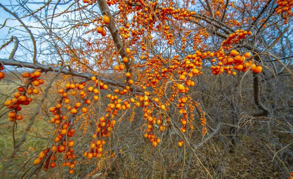 秋の風景写真11月月 広い角度で撮影したシーバソーンベリーブッシュ — ストック写真